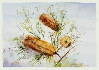 Hugh Browne watercolour bottlebrush